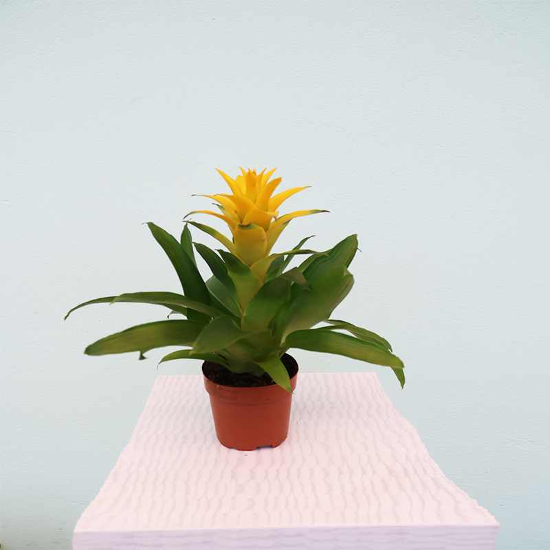 Quzmania (Quzmaniya)